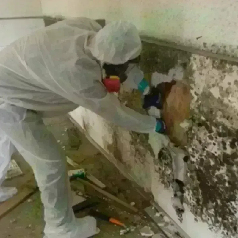 Mold Remediation and Removal in Woodbury County, IA